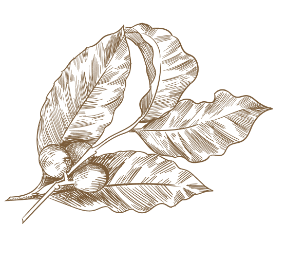 Decorative.png